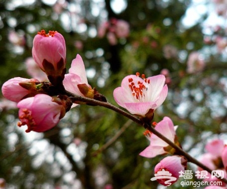 山花节