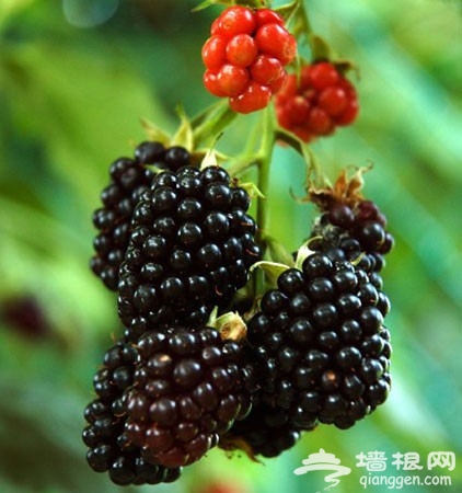 顺义三高科技农业试验示范区