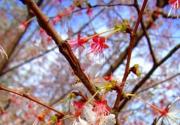 春色满园关不住 京郊清明赏花好去处