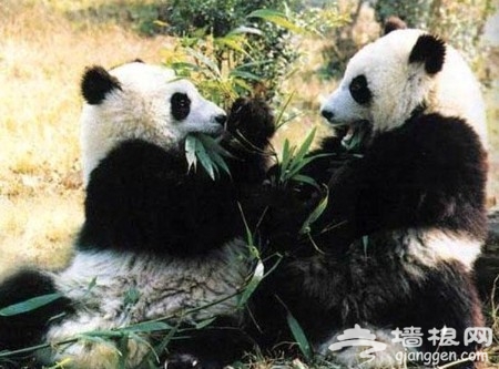 绝色四川 清明小长假四川风情自驾线路推荐[墙根网]