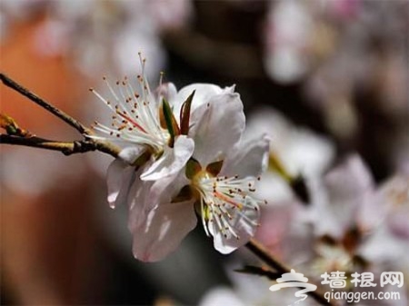 愚人节偶遇桃花运 探秘国内赏桃胜地[墙根网]