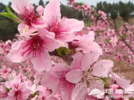 愚人节偶遇桃花运 探秘国内赏桃胜地[墙根网]