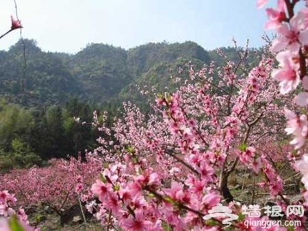愚人节偶遇桃花运 探秘国内赏桃胜地[墙根网]