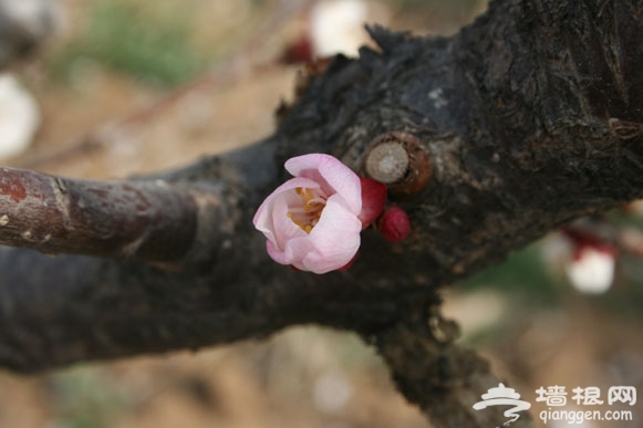 清明"小长假"掀起龙湾屯踏青赏花游热潮[墙根网]