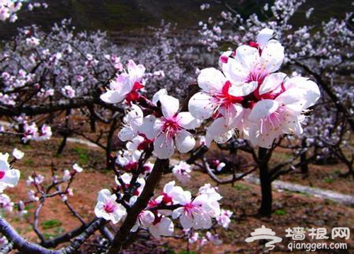 花丛深处觅清明 与花季北京亲密接触