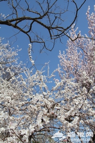 花丛深处觅清明 与花季北京亲密接触