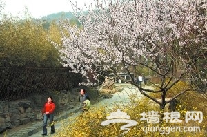 北京香山10万株山花绽放报春[墙根网]