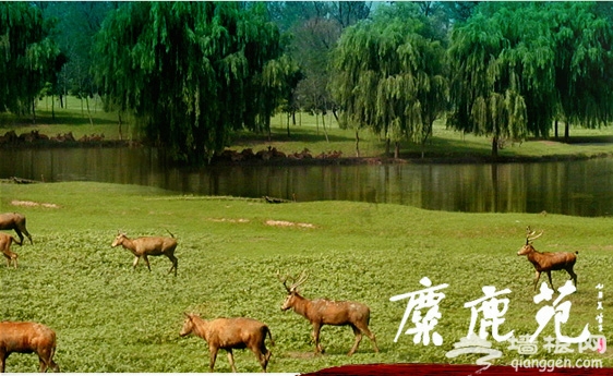 2011年北京大兴区景点景区活动集锦