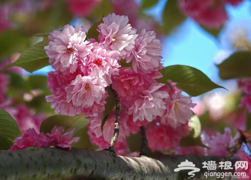 万紫千红春花开 北京公园踏青赏花全攻略