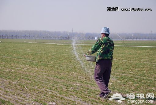 施肥也是优美的舞 摄影：王咩咩