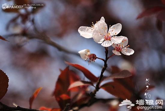 灿烂的樱花 灿烂的樱花