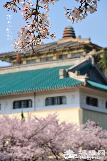 武大樱花 武大樱花