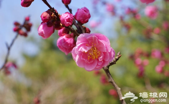 北京植物园：“摸底”桃花节 看桃花园内春之萌动（图）