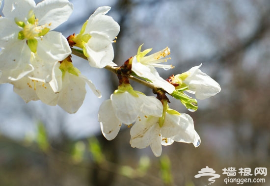 北京植物园：“摸底”桃花节 看桃花园内春之萌动（图）