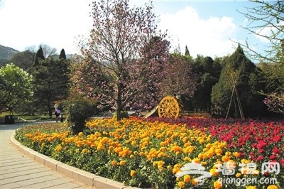 北京花季花期如约 各大赏花地推荐[墙根网]