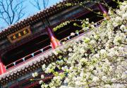 春日踏青潭柘寺 千年古刹“今何在”