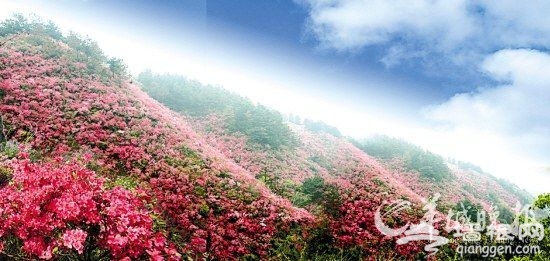 万山红遍杜鹃开 春日预谋邂逅“花中西施”