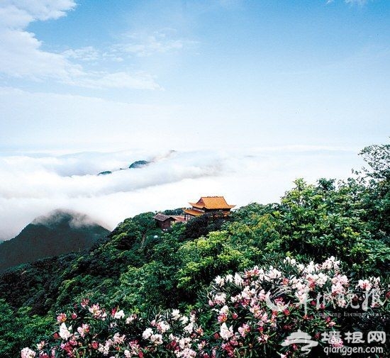 万山红遍杜鹃开 春日预谋邂逅“花中西施”