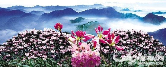 万山红遍杜鹃开 春日预谋邂逅“花中西施”