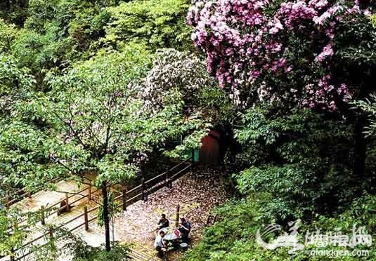 万山红遍杜鹃开 春日预谋邂逅“花中西施”