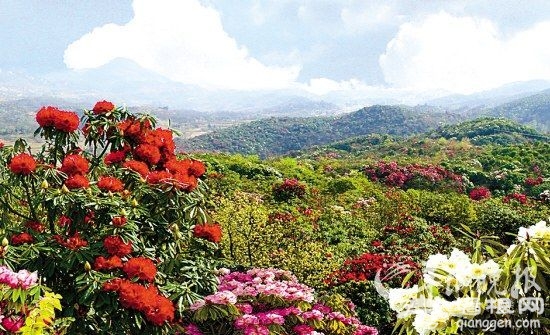 万山红遍杜鹃开 春日预谋邂逅“花中西施”