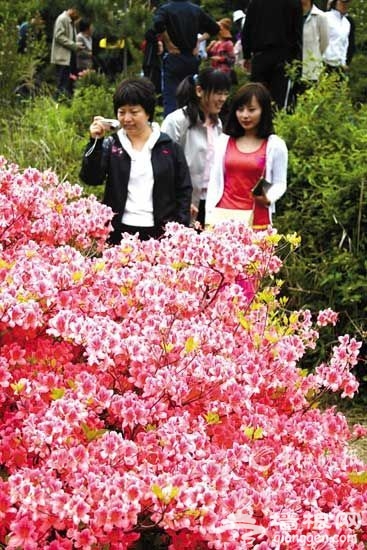 万山红遍杜鹃开 春日预谋邂逅“花中西施”