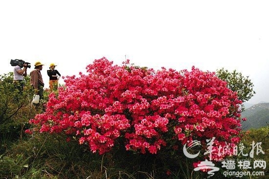 万山红遍杜鹃开 春日预谋邂逅“花中西施”