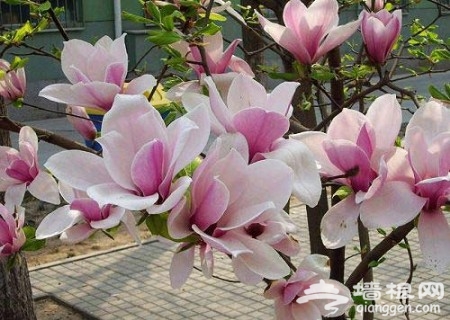 4月玉兰斗艳京城 5大观赏地攻略推荐(图)