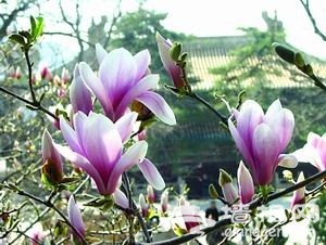 4月玉兰斗艳京城 5大观赏地攻略推荐(图)