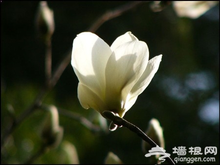 4月玉兰斗艳京城 5大观赏地攻略推荐(图)