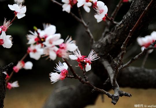 京郊处处有樱花 何必挤破玉渊潭