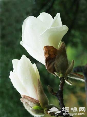 北京国际雕塑公园第八届玉兰节
