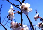 青龙湖公园 第十一届踏青赏花节