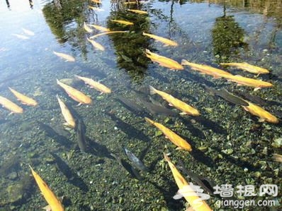 京郊&ldquo;鱼&rdquo;乐 踏青玩水两不误(图)
