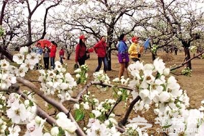 庞各庄镇举办第十八届梨花节