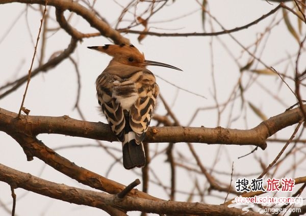 戴胜 图片来源：哈士奇论坛