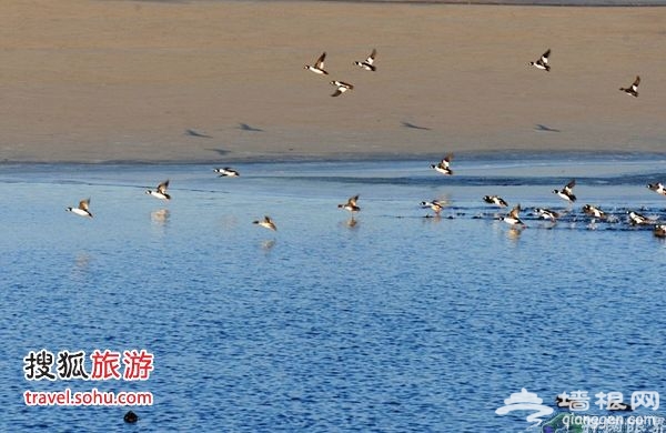 十三陵水库上千只野鸭子开始活动起来 图片来源：开阔眼界（搜狐博客）