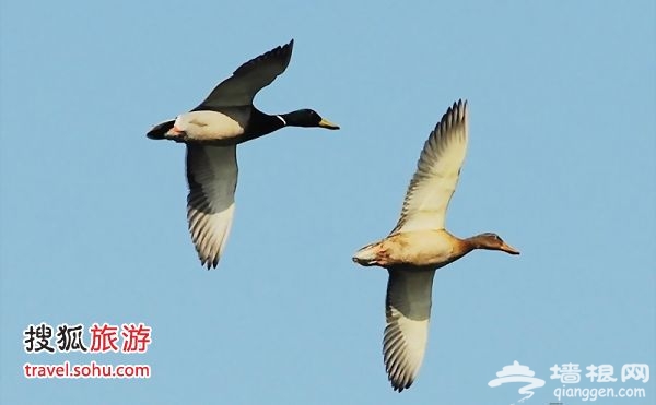 野鸭 图片来源：开阔眼界（搜狐博客）
