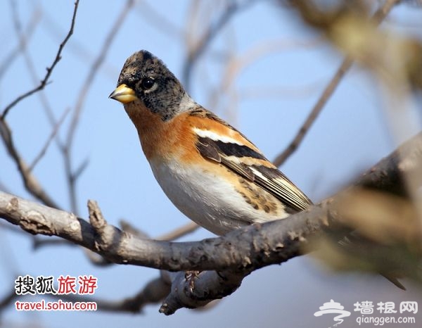 燕雀 图片来源：哈士奇论坛