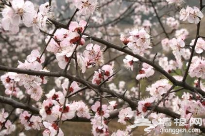 河北：太行五指山首届山花徒步节开幕[墙根网]