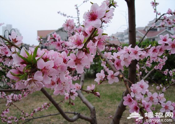 挂甲峪村：百里桃花长廊 带回你的桃花运(图)
