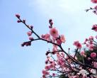 四月平谷桃花海 带回你的桃花运