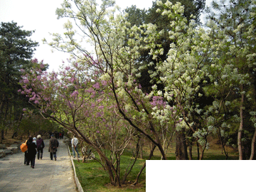 颐和园丁香、樱花等春花植物进入盛花期(组图)