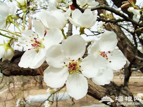梨花