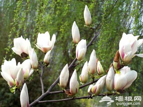 玉兰花