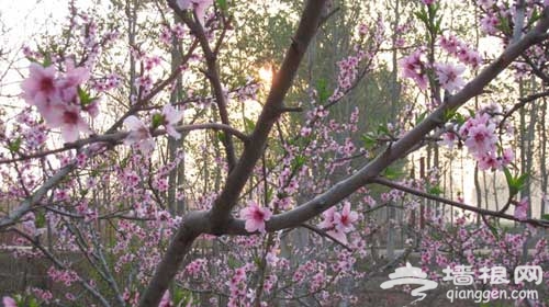 果树花
