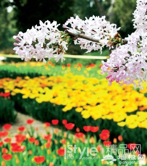 不出远门就赏花 北京11大知名公园[墙根网]