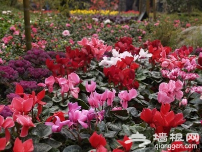 京郊踏青雾灵山庄 找寻北京最美的春天