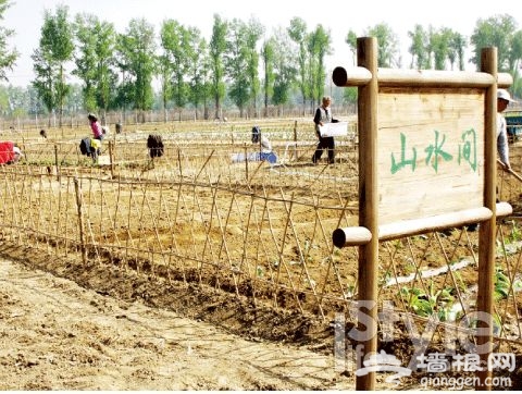 别"偷菜"了 到郊外自己种吧![墙根网]