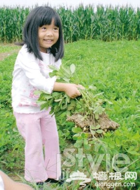 别"偷菜"了 到郊外自己种吧![墙根网]